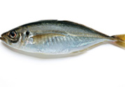 巴浪魚(yú)、沙丁魚(yú)怎么挑選新鮮的