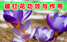 藏紅花泡水什么時候喝 藏紅花泡水可以隔夜喝嗎