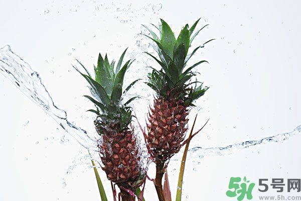菠蘿和螃蟹能一起吃嗎？菠蘿能與螃蟹同吃嗎？
