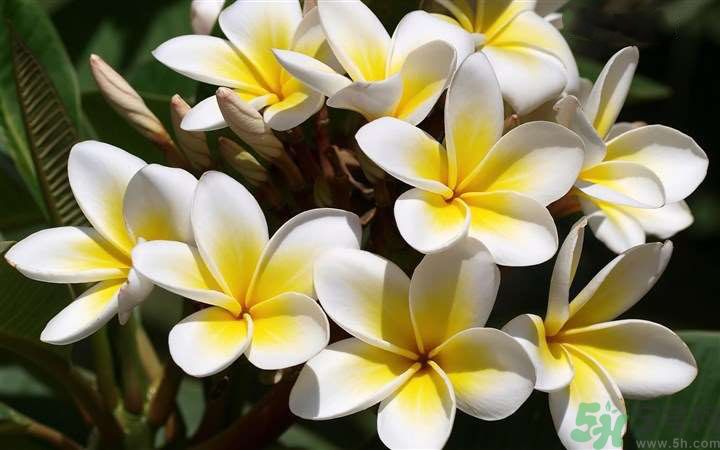 懷孕了能養(yǎng)花嗎？養(yǎng)什么花對(duì)胎兒好？