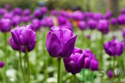 懷孕了能養(yǎng)花嗎？養(yǎng)什么花對(duì)胎兒好？