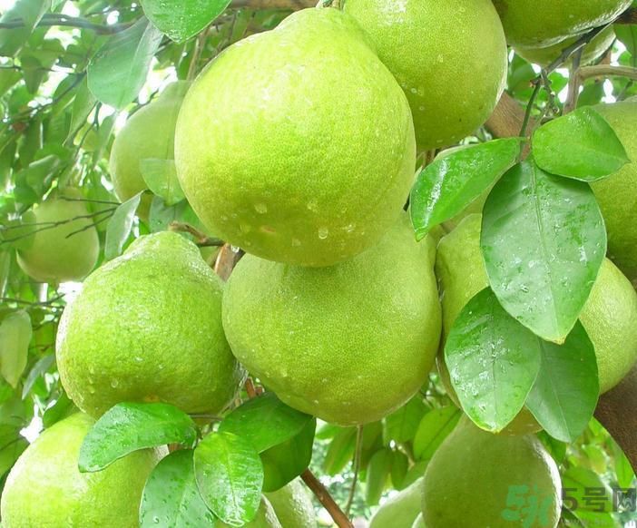 春季吃什么養(yǎng)生？春季怎樣養(yǎng)生？