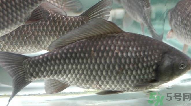 吃魚真的能變聰明嗎？喝魚湯有什么好處？