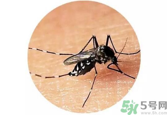 黃熱病是什么？黃熱病是什么癥狀？