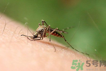 黃熱病可以吃水果嗎？怎么預(yù)防黃熱病癥狀？