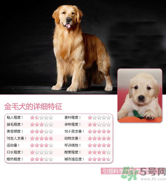 熱門寵物排名你知道嗎？寵物明星有哪些？