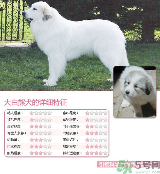 熱門寵物排名你知道嗎？寵物明星有哪些？