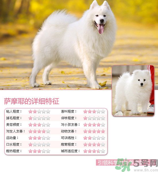 熱門寵物排名你知道嗎？寵物明星有哪些？
