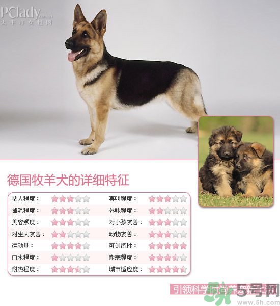 熱門寵物排名你知道嗎？寵物明星有哪些？