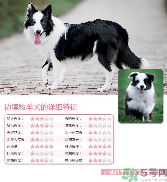 熱門寵物排名你知道嗎？寵物明星有哪些？