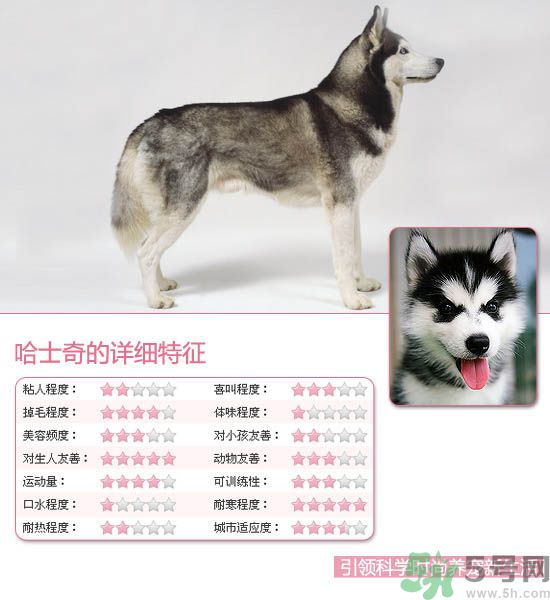 熱門寵物排名你知道嗎？寵物明星有哪些？