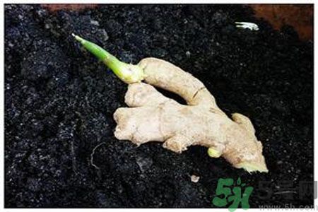 生姜發(fā)芽了能吃嗎？生姜發(fā)綠了能吃嗎？