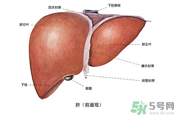 得了脂肪肝該怎么治？脂肪肝對人體危害有多大？