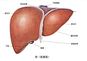 得了脂肪肝該怎么治？脂肪肝對人體危害有多大？