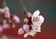 春分時養(yǎng)生要注意什么？春分要預(yù)防哪些疾病？