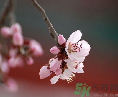 春分時養(yǎng)生要注意什么？春分要預(yù)防哪些疾??？