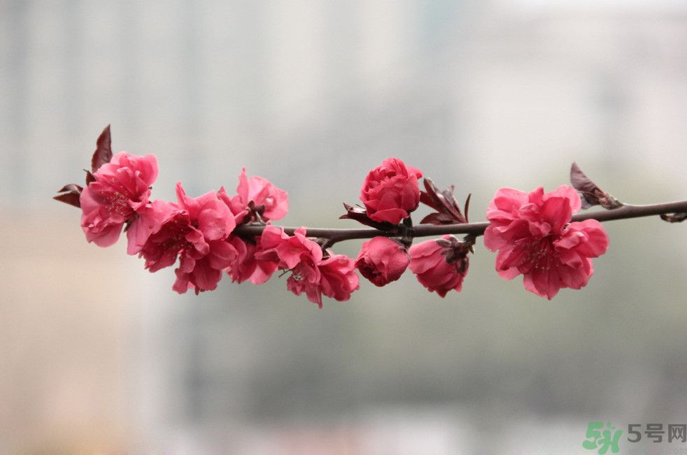什么花可以?xún)艋諝?？什么花可以減肥？