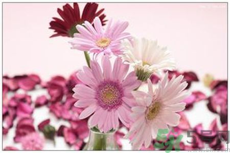 什么花可以?xún)艋諝?？什么花可以減肥？