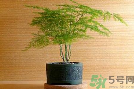 什么花可以?xún)艋諝猓渴裁椿梢詼p肥？