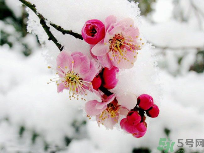 清明節(jié)有哪些習(xí)俗？清明節(jié)習(xí)俗的來源？