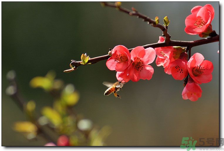 清明節(jié)有哪些習(xí)俗？清明節(jié)習(xí)俗的來源？
