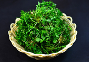 薺菜根能吃嗎？薺菜要去根吃嗎？