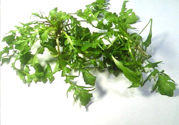薺菜可以泡水喝嗎？薺菜泡水喝有什么好處？