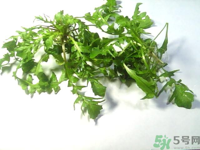 薺菜可以泡水喝嗎？薺菜泡水喝有什么好處？