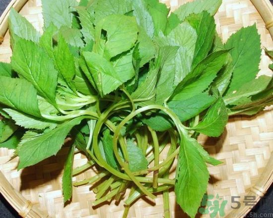 薺菜可以泡水喝嗎？薺菜泡水喝有什么好處？