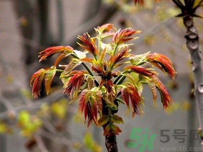 香椿好吃嗎？香椿可以做菜嗎？