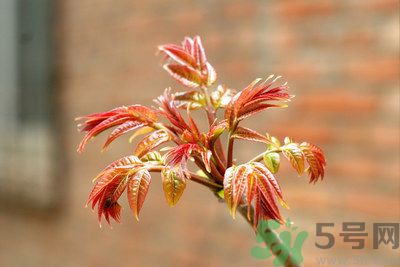 香椿好吃嗎？香椿可以做菜嗎？