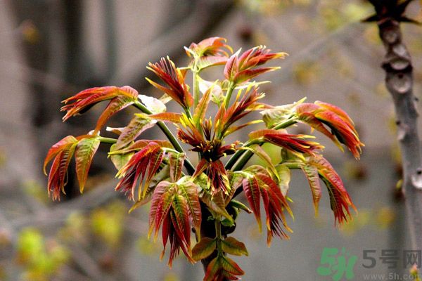 香椿好吃嗎？香椿可以做菜嗎？