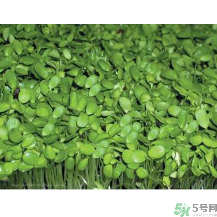 吃香椿要焯水嗎？吃香椿焯水還有營(yíng)養(yǎng)價(jià)值嗎？
