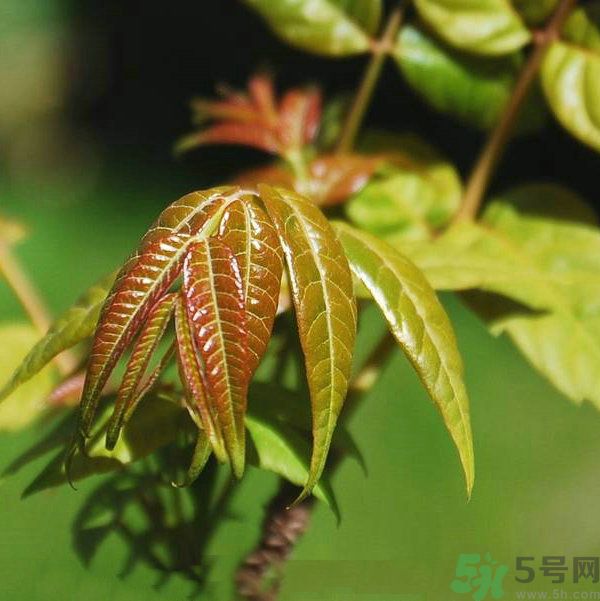 吃香椿要焯水嗎？吃香椿焯水還有營(yíng)養(yǎng)價(jià)值嗎？