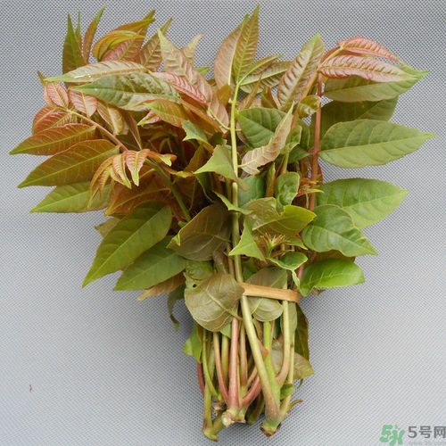 吃香椿要焯水嗎？吃香椿焯水還有營(yíng)養(yǎng)價(jià)值嗎？