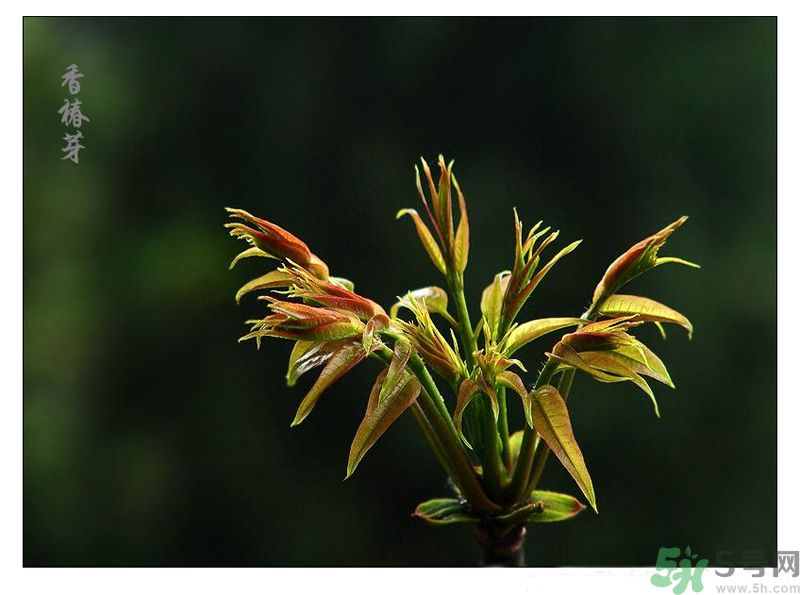 吃香椿有什么好處？香椿可以預(yù)防疾病嗎？