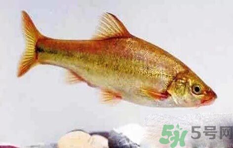 怎么挑選魚？挑魚的技巧有哪些？