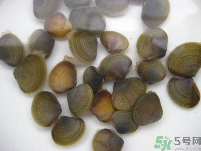 河蚌要怎么清洗才干凈？河蚌的清洗方法？