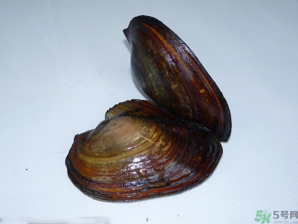 河蚌要怎么清洗才干凈？河蚌的清洗方法？