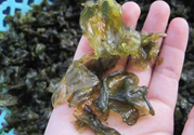 地皮菜孕婦能吃嗎？地皮菜孕婦吃好嗎？