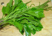車前草能治痛風(fēng)嗎？車前草對(duì)痛風(fēng)的作用