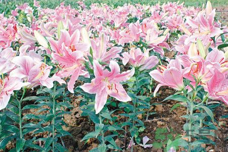 百合花可以吃嗎？百合花吃哪種？