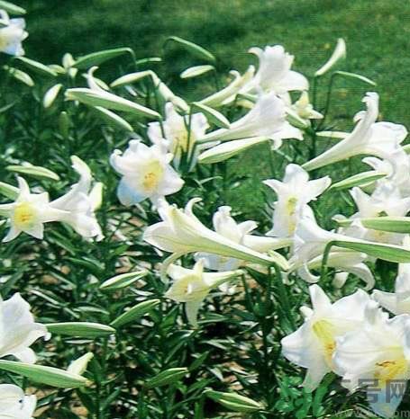 百合花可以吃嗎？百合花吃哪種？