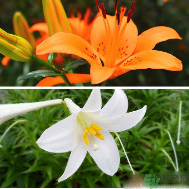 百合花可以吃嗎？百合花吃哪種？