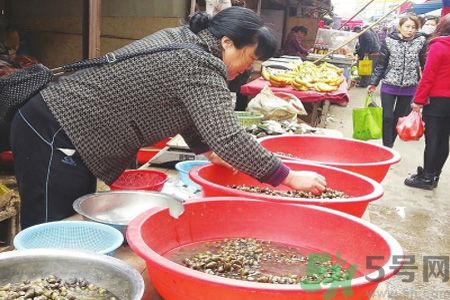 怎么挑選螺螄？螺螄怎么清洗？