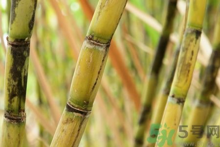 清明節(jié)可以吃甘蔗嗎？清明節(jié)不能吃哪些食物？