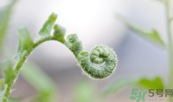 清明節(jié)可以吃甘蔗嗎？清明節(jié)不能吃哪些食物？