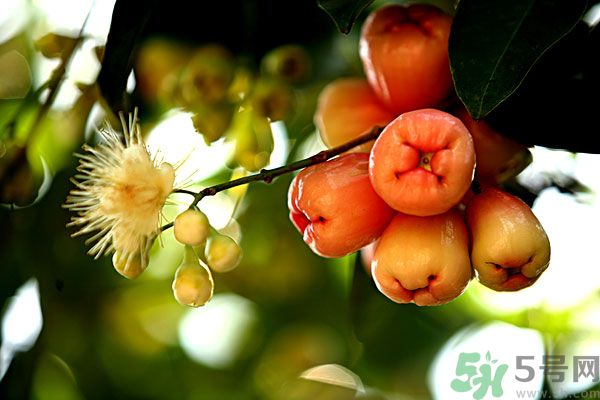 蓮霧月經(jīng)期間能吃嗎？來月經(jīng)能不能吃蓮霧？