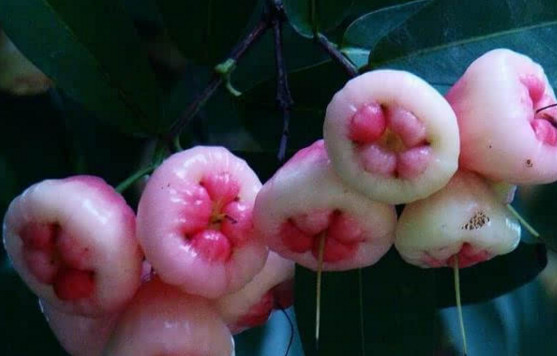 蓮霧皮能吃嗎？蓮霧要不要削皮？