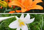 百合花可以吃嗎？百合花吃哪種？